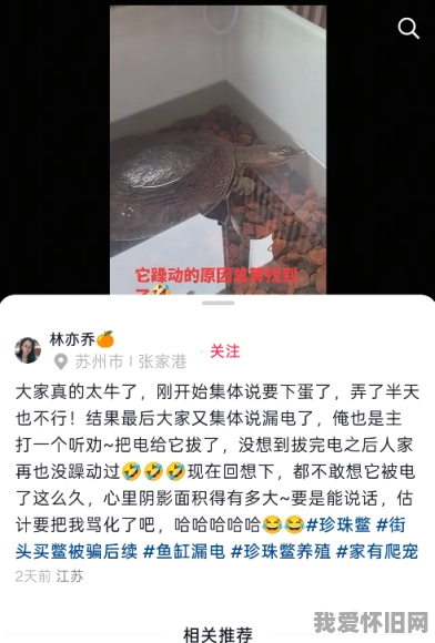 某位博主的鳖被电了一个月，求这只鳖的心理阴影面积！  第3张
