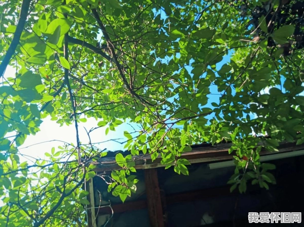 2018年的夏天，为什么这么多人怀念？  第3张