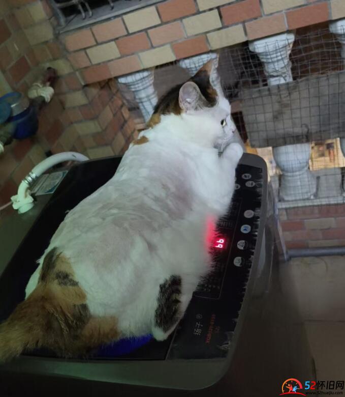 今天给我的四只小猫咪剃了猫毛 第1张