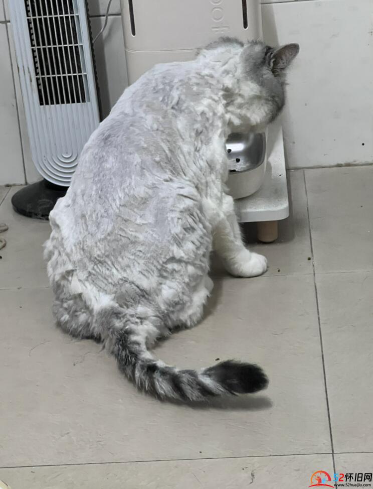 今天给我的四只小猫咪剃了猫毛 第2张