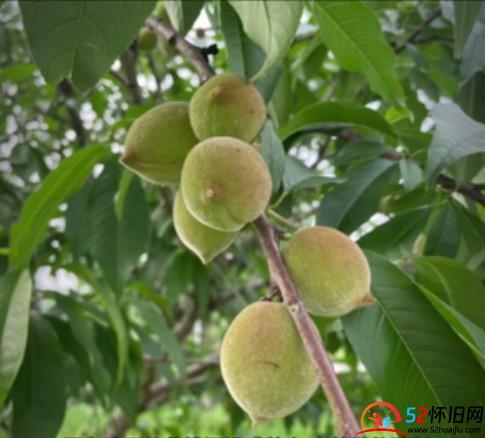 锁喉桃零食:酸甜脆桃,脆蜜桃 第2张