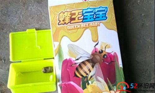 还记得小时候养过的蜂王宝宝吗？  第1张