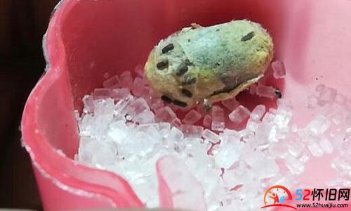 还记得小时候养过的蜂王宝宝吗？  第3张