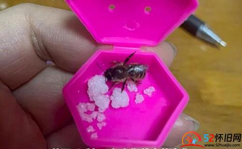 还记得小时候养过的蜂王宝宝吗？  第4张
