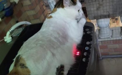 今天给我的四只小猫咪剃了猫毛